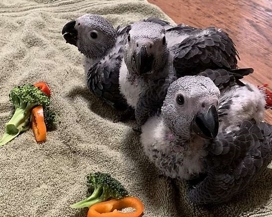 Trained African Grey Parrots For Adoption!