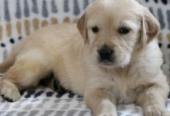 Cute Labrador puppies for sale